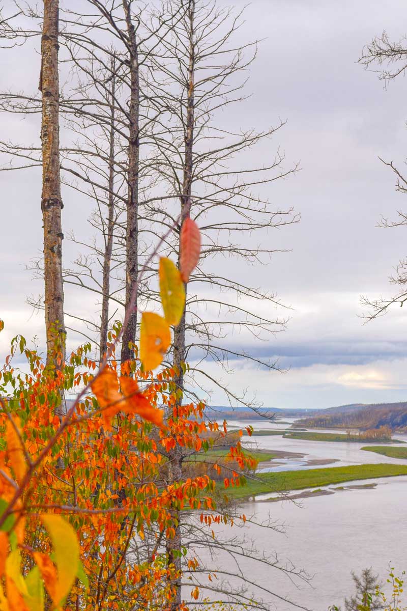 A view of the Athabasca River through brightly coloured autumn leaves in Fort McMurray.